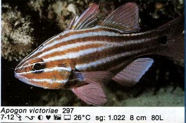 Apogon victoriae
